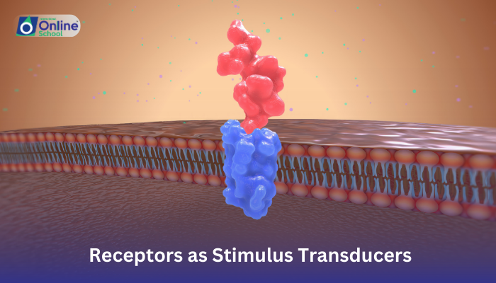 Lesson 01: Receptors as Stimulus Transducers